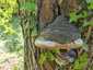Parázstapló (Phellinus igniarius), Balaton-felvidék